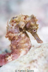 Hippocampus Vulgaris by Henley Spiers 